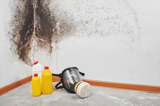Best Mold Testing  in Bylas, AZ