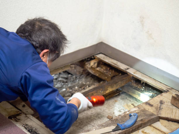 Best Mold Remediation  in Bylas, AZ