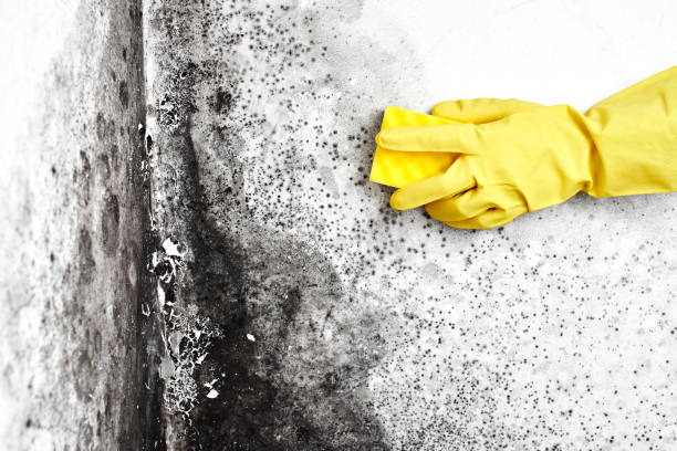 Best Commercial Mold Removal  in Bylas, AZ