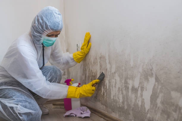 Best Local Mold Removal Service  in Bylas, AZ