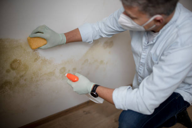 Bylas, AZ Mold Removal Company