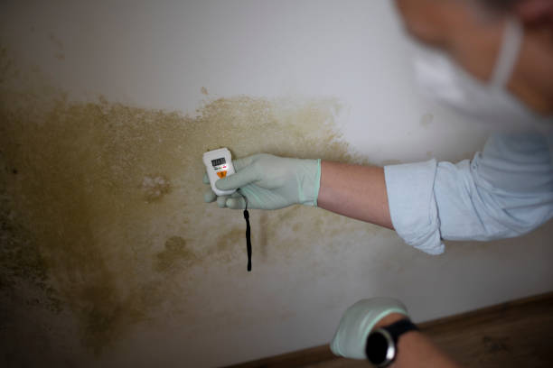 Best Toxic Mold Removal  in Bylas, AZ