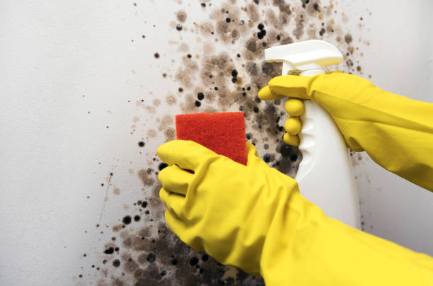 Best Mold Removal Near Me  in Bylas, AZ