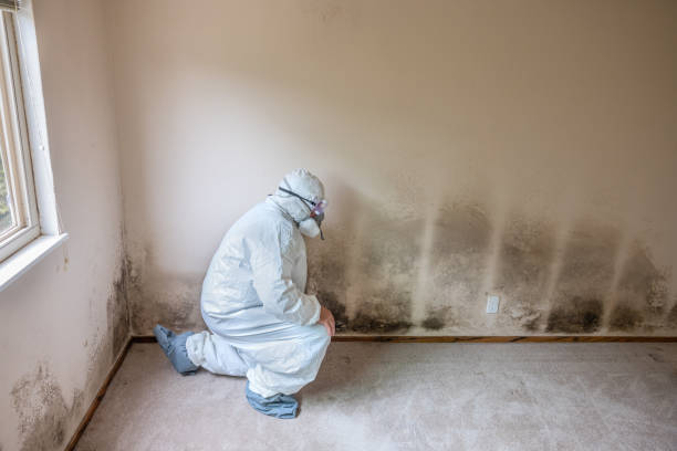 Best Mold Testing  in Bylas, AZ