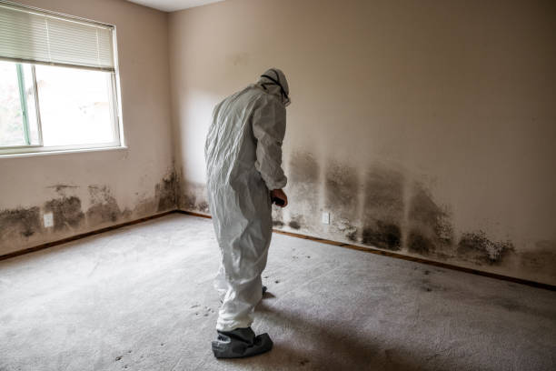 Best Mold Removal Company Near Me  in Bylas, AZ