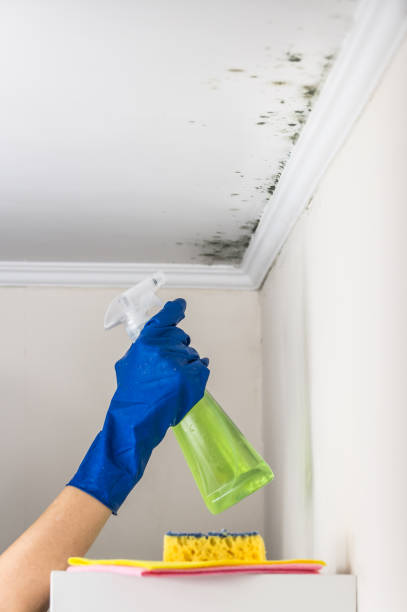 Best Mold Remediation  in Bylas, AZ
