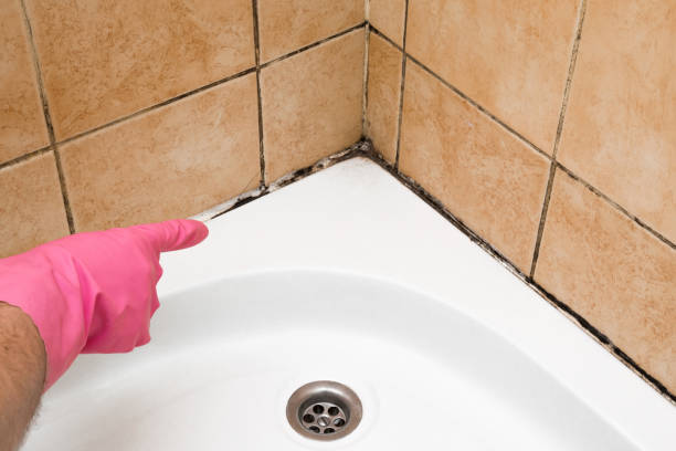 Best Mold Removal Company Near Me  in Bylas, AZ