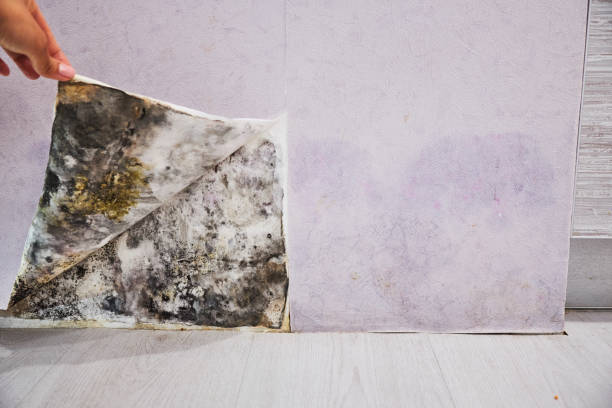 Best Fast Mold Removal  in Bylas, AZ